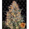 Ayahuasca Purple | Barneys Farm | Kaufen Cannabis Samen