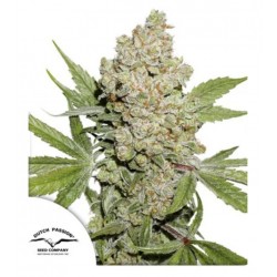 AUTO LEMON KIX · Dutch...