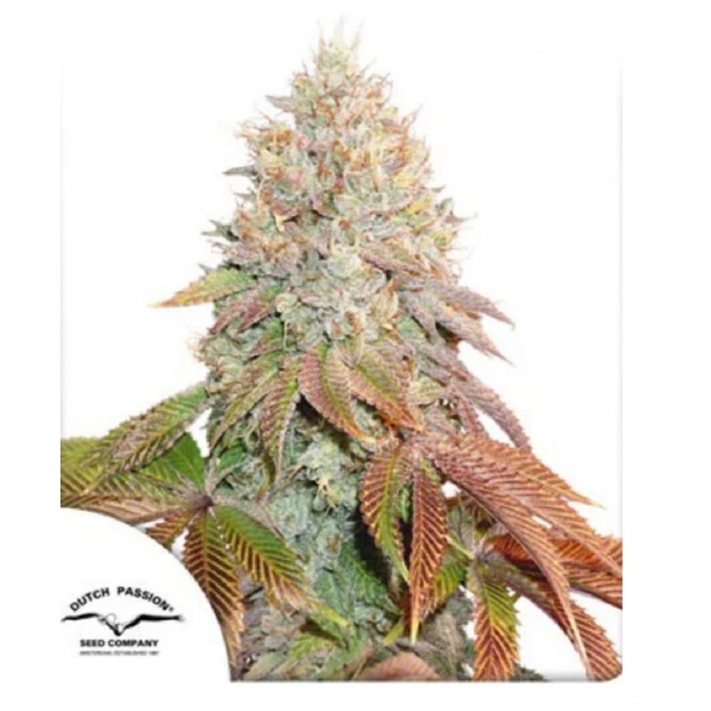 AUTO BANANA BLAZE · Dutch Passion · kenevir tohum · Disi · Auto Fem