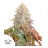 AUTO BANANA BLAZE · Dutch Passion · sementes de maconha · Auto Fem
