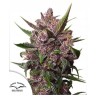 AUTO BLACKBERRY KUSH · Dutch Passion · kaufen cannabis samen · Auto Fem