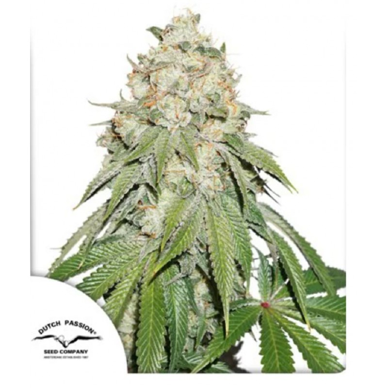 BANANA BLAZE · Dutch Passion · sementes de maconha · Fem