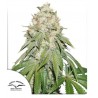 BANANA BLAZE · Dutch Passion · sementes de maconha · Fem