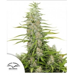 C-VIBEZ ·· Dutch Passion · graines de cannabis · Fem
