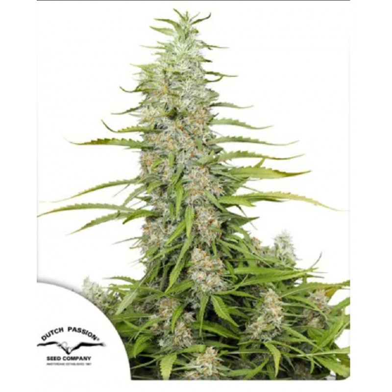 C-VIBEZ · Dutch Passion · kaufen cannabis samen · Fem