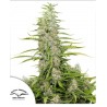 C-VIBEZ · Dutch Passion · sementes de maconha · Fem