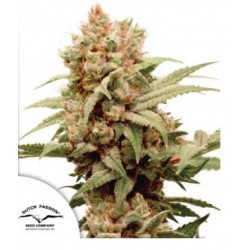 CBG-FORCE · Dutch Passion ·...