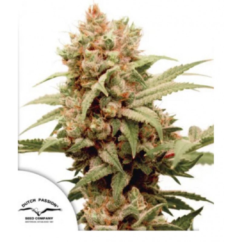 CBG-FORCE · Dutch Passion · kaufen cannabis samen · Fem