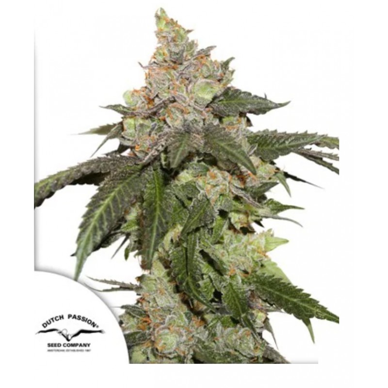KEROSENE KRASH · Dutch Passion · kaufen cannabis samen · Fem