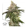 KEROSENE KRASH · Dutch Passion · kaufen cannabis samen · Fem