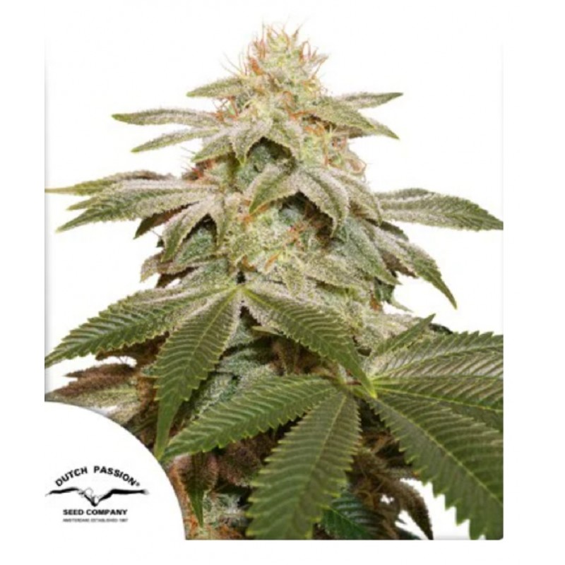 SUGAR BOMB PUNCH · Dutch Passion · kenevir tohum · Disi · Fem