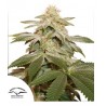 SUGAR BOMB PUNCH · Dutch Passion · kaufen cannabis samen · Fem