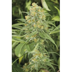 GREEN CRACK · Dr Green...