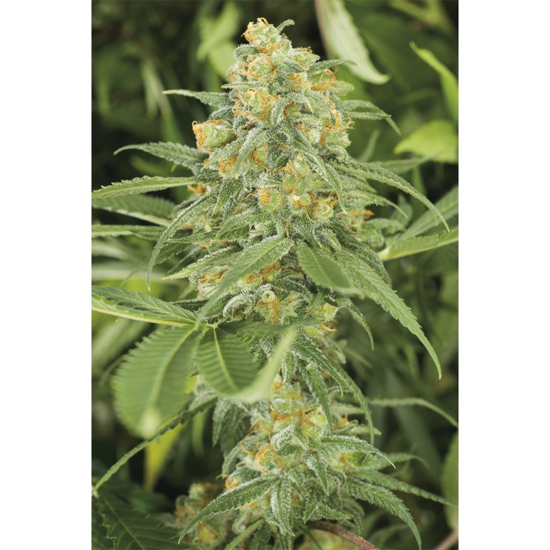 GREEN CRACK · Dr Green Seeds · semi di canapa all ingrosso · Fem