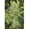 GREEN CRACK · Dr Green Seeds · graines de cannabis en gros · Fem