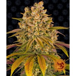 LEMON TREE · Barneys Farm ·...