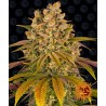 LEMON TREE · Barneys Farm · semillas de marihuana · Fem