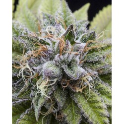 BUBBA KUSH · Dr Green Seeds · sementes de maconha a granel · Fem