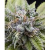 BUBBA KUSH · Dr Green Seeds · graines de cannabis en gros · Fem