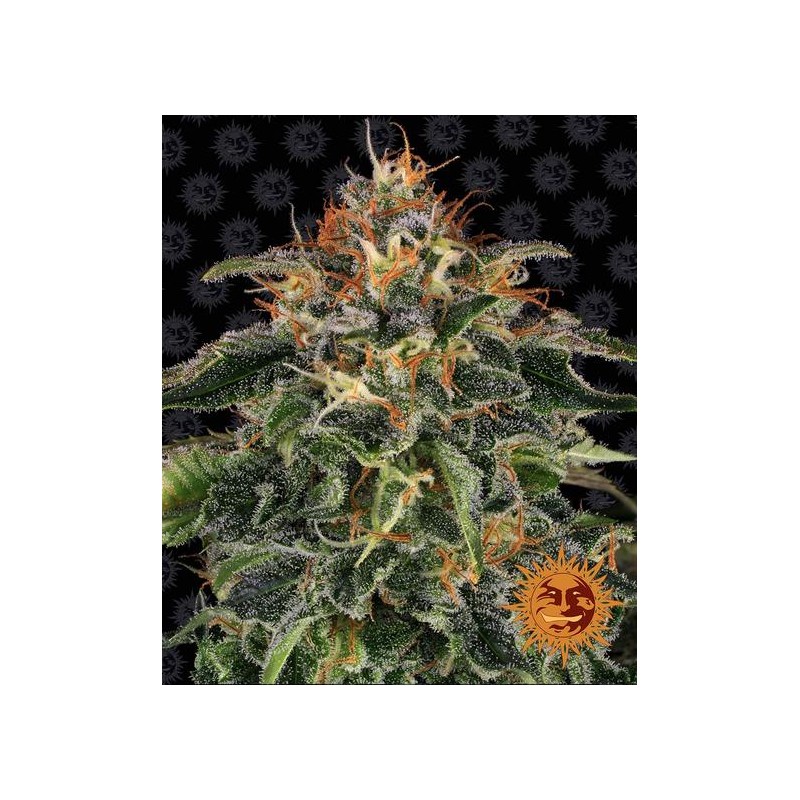 MOBY DICK · Barneys Farm · graines de cannabis · Fem