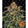 MOBY DICK · Barneys Farm · graines de cannabis · Fem