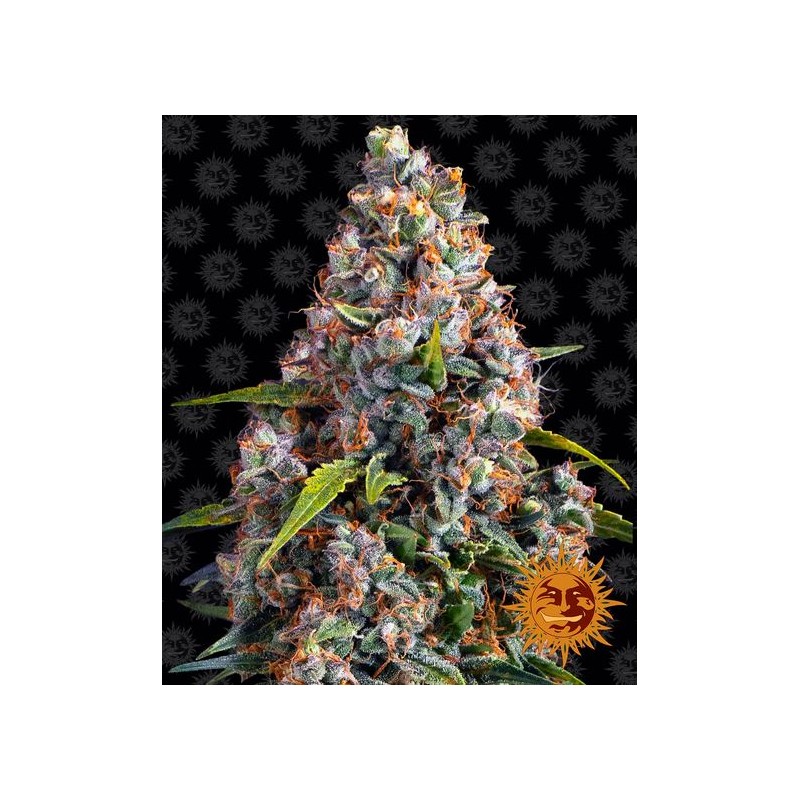 STRAWBERRY CHEESCAKE AUTO · Barneys Farm · sementes de maconha · AutoFem