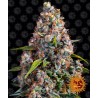 STRAWBERRY CHEESCAKE AUTO · Barneys Farm · kaufen cannabis samen · AutoFem