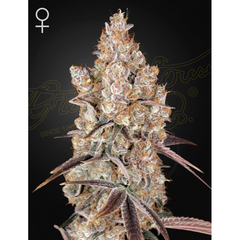 HOLY SNOW · Green House Seeds · graines de cannabis · Fem