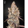 HOLY SNOW · Green House Seeds · graines de cannabis · Fem
