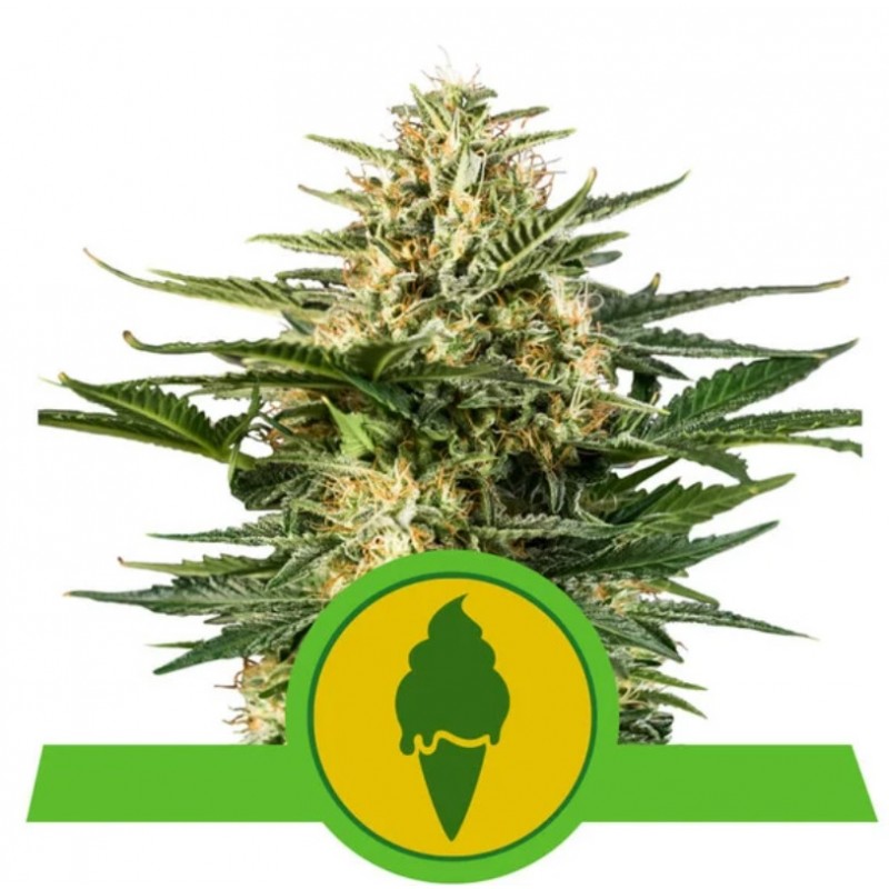 GREEN GELATO AUTOMATIC · Royal Queen Seeds · sementes de maconha · AutoFem