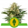 GREEN GELATO AUTOMATIC · Royal Queen Seeds · graines de cannabis · AutoFem