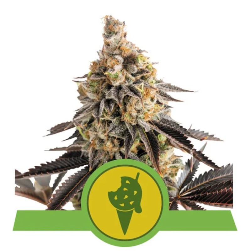COOKIES GELATO AUTO · Royal Queen Seeds · kenevir tohum · Disi · AutoFem