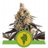 Sementes Cookies Gelato Auto | Royal Queen Seeds | Dr.Green