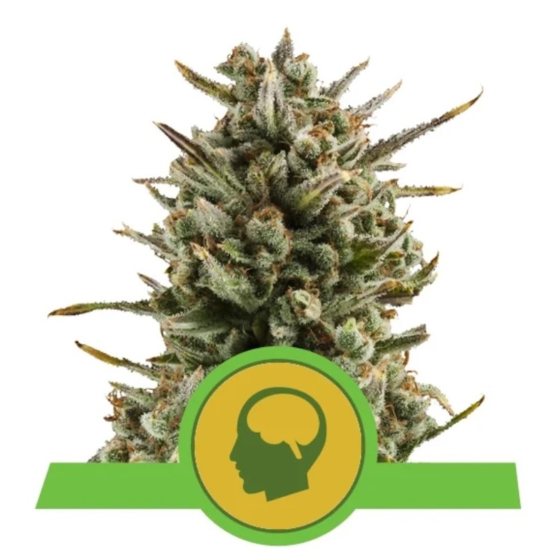 Amnesia Haze Automatic – Autoflowering Samen Royal Queen Seeds