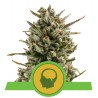 Amnesia Haze Automatic – Autoflowering Samen Royal Queen Seeds