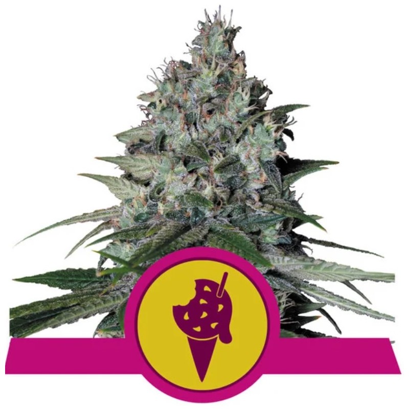 COOKIES GELATO · Royal Queen Seeds · cannabis samen · Fem