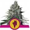 COOKIES GELATO · Royal Queen Seeds · sementes de maconha · Fem