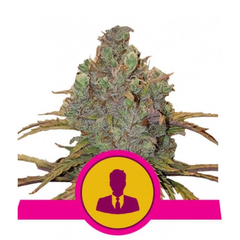 EL PATRON · Royal Queen Seeds · kenevir tohum · Disi · Fem