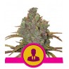 EL PATRON · Royal Queen Seeds · sementes de maconha · Fem