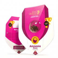 Amnesia Haze – Graines Féminisées Royal Queen Seeds