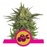 HAZE BERRY · Royal Queen Seeds · semillas de marihuana · Fem