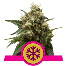 ICE · Royal Queen Seeds ·...