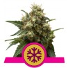 ICE · Royal Queen Seeds · sementes de maconha · Fem