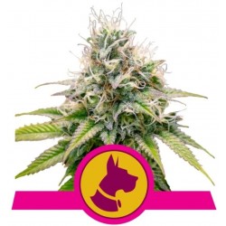 KALI DOG · Royal Queen Seeds · sementes de maconha · Fem
