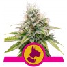 KALI DOG · Royal Queen Seeds · semi di canapa indiana · Fem