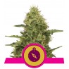 NORTHERN LIGHT · Royal Queen Seeds · sementes de maconha · Fem