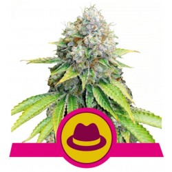 O.G. KUSH · Royal Queen...
