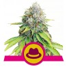 O.G. KUSH · Royal Queen Seeds · sementes de maconha · Fem