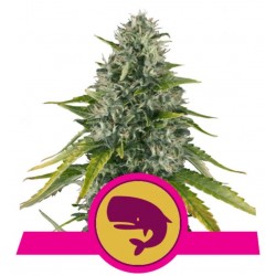ROYAL MOBY · Royal Queen Seeds · sementes de maconha · Fem