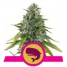 ROYAL MOBY · Royal Queen Seeds · graines de cannabis · Fem